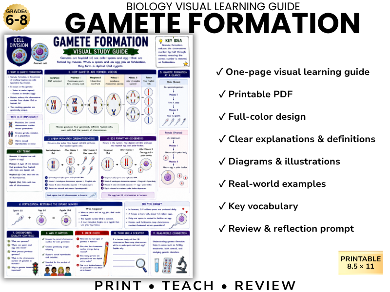 GAMETE FORMATION | Biology Visual Learning Guide | Grade 8 & Middle School Science