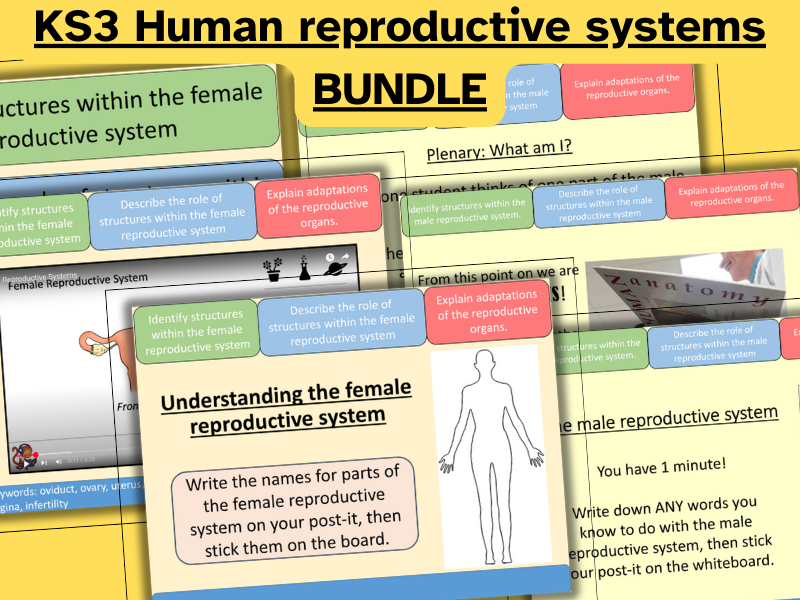 Human reproductive systems KS3