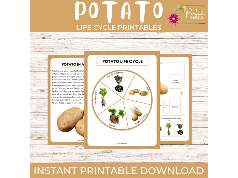 Life Cycle of a Potato Plant Worksheet | Vegetable Unit Study With Fun Fact!