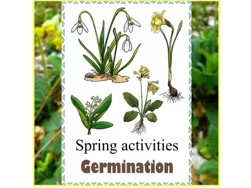 Seed to Flower: Plant Life Cycle Guide