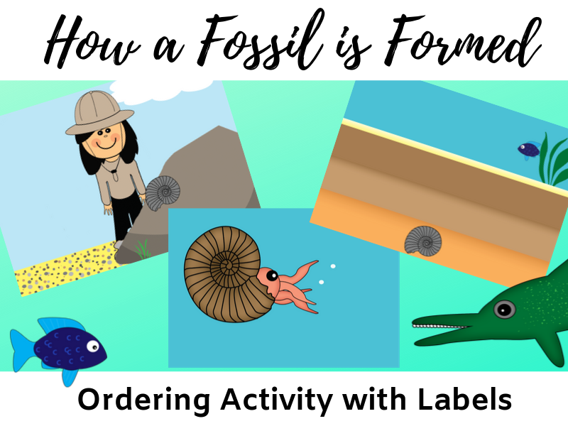 how-a-fossil-is-formed-sequencing-activity-ks2-teaching-resources