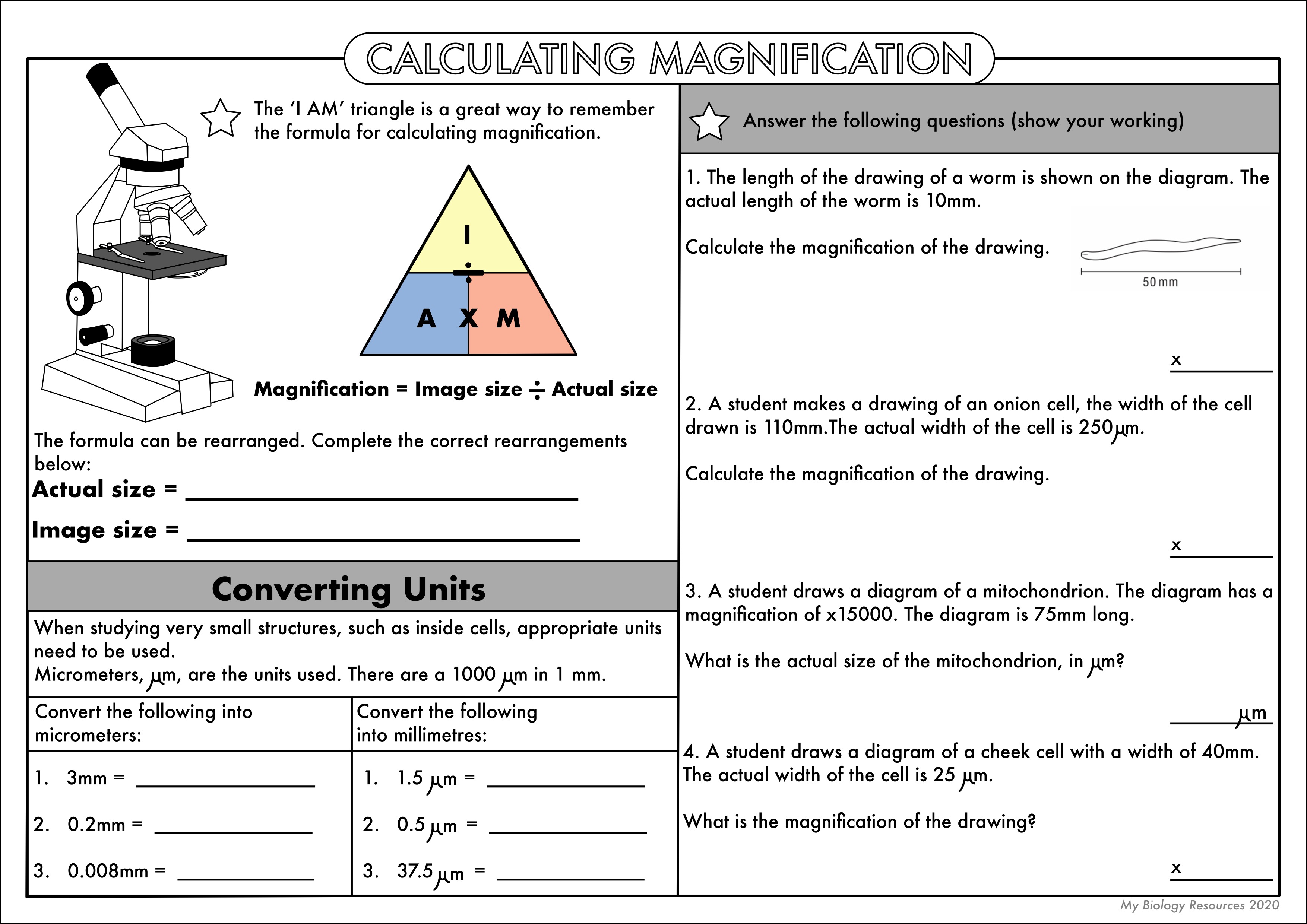 GCSE Biology Calculating Magnification And Size Of Specimens