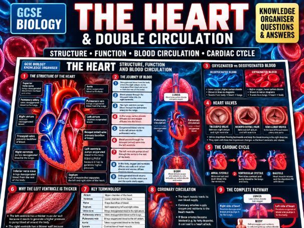 Heart & Double Circulation | Illustrated Knowledge Organiser, 30 Questions and Answers