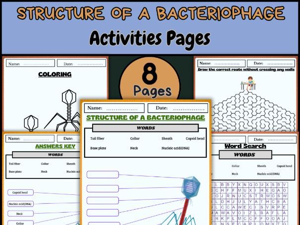Structure of a Bacteriophage | Labeling, Coloring, Word Search & Activities