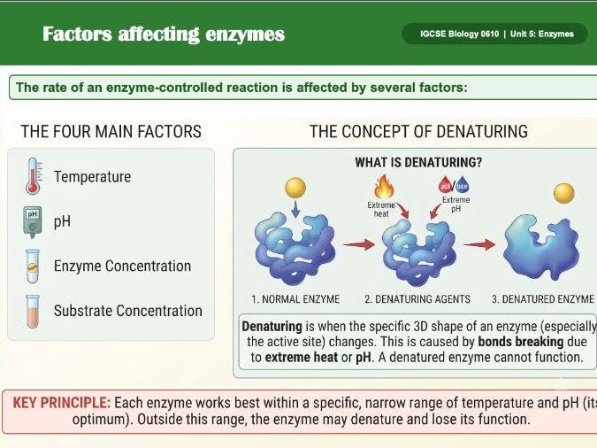 CIE  IGCSE Enzymes Pack