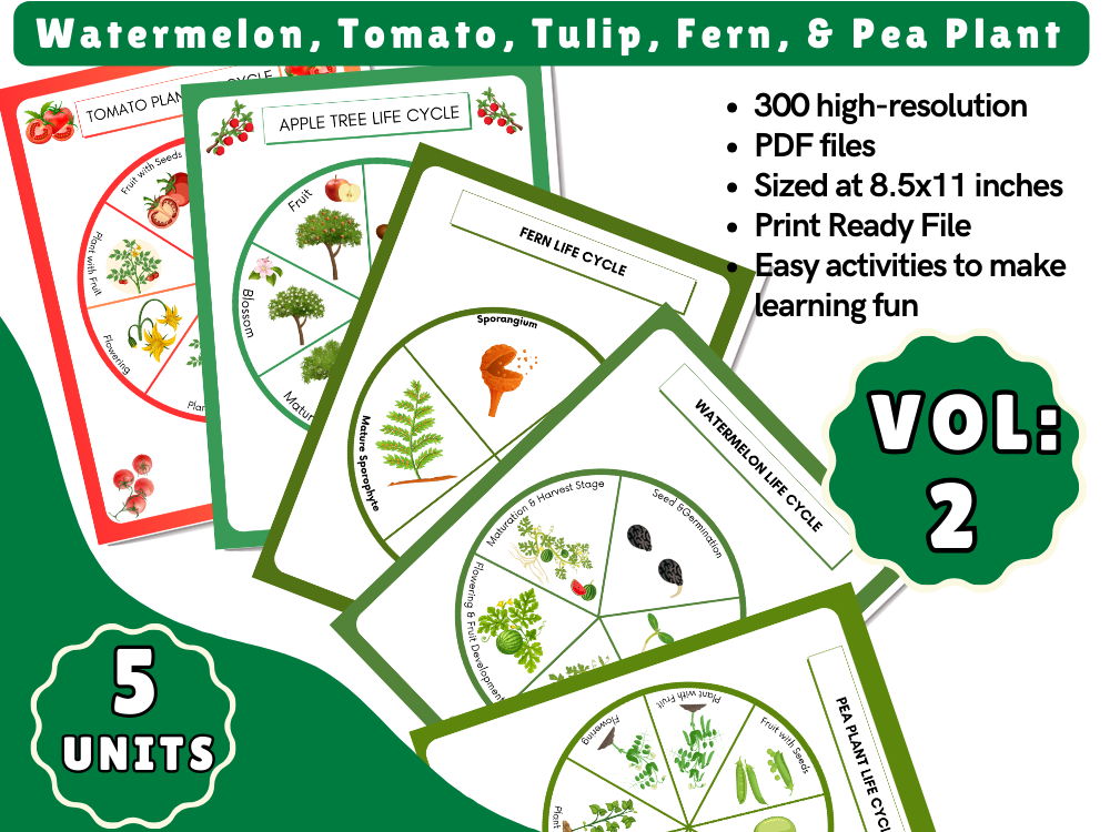 Plants Life Cycle Bundle Vol: 02 - Tomato, Watermelon, Fern, Tulip & Pea Plant