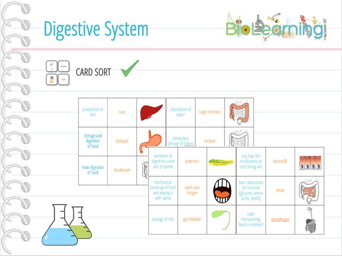 Digestive system Card sort (KS3 / KS4) Teaching Resources