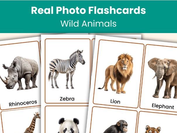 Wild Animals Flashcards | 40 Real Photo Vocabulary Cards | KS1, ESL Resource