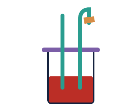 Animals, including humans - The Circulatory System