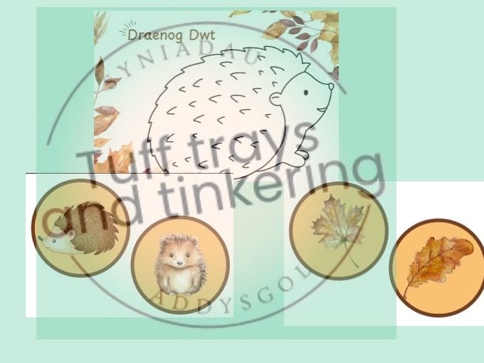 hedgehog autumn hydref  Foundation phase Curriculum for Wales Early Years PS1 addysg Cymraeg