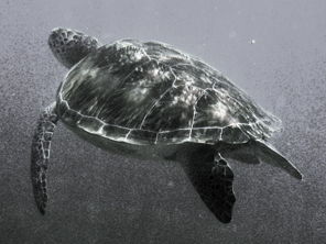Turtle Photo Collection