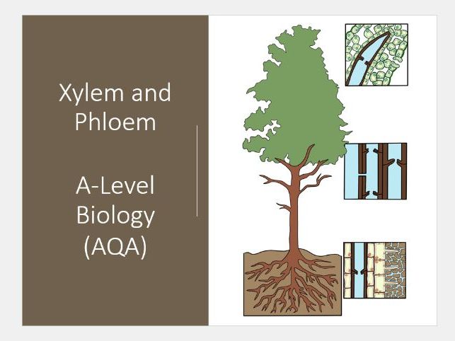 Xylem and Phloem Slides and Worksheet A-Level Biology AQA