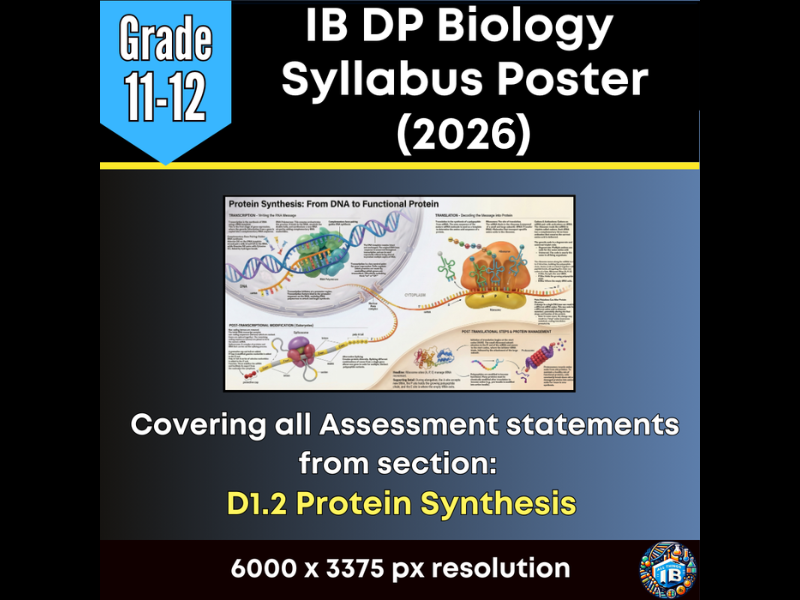 IB DP Biology Digital Infographic Poster: D1.2 Protein Synthesis (2026)