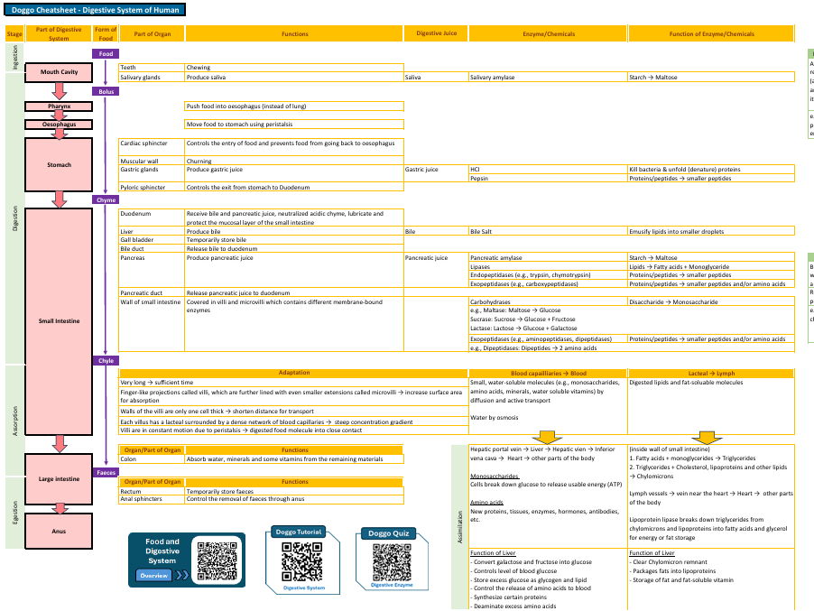 Cheatsheet/Quiz: Digestive System