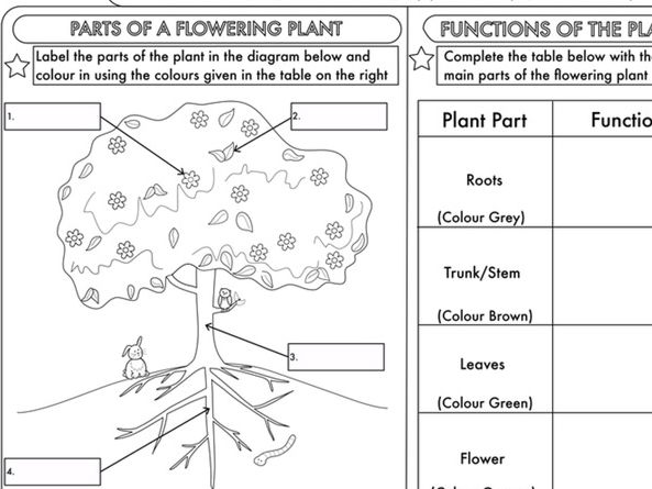 Year 3 Science: Plants Topic Worksheets