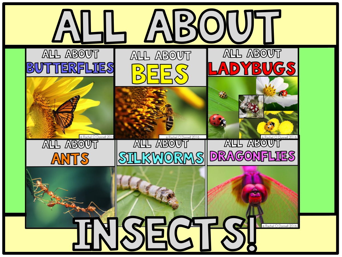 essay on insects for class 1