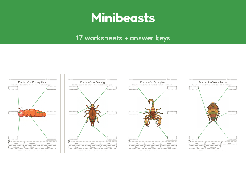 Minibeasts | Label the Parts Worksheets | 17 Sheets + Answers | Ages 5-7