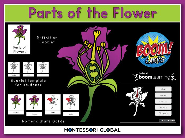 Parts of the Flower | Montessori Nomenclatures Cards and Boom Cards™