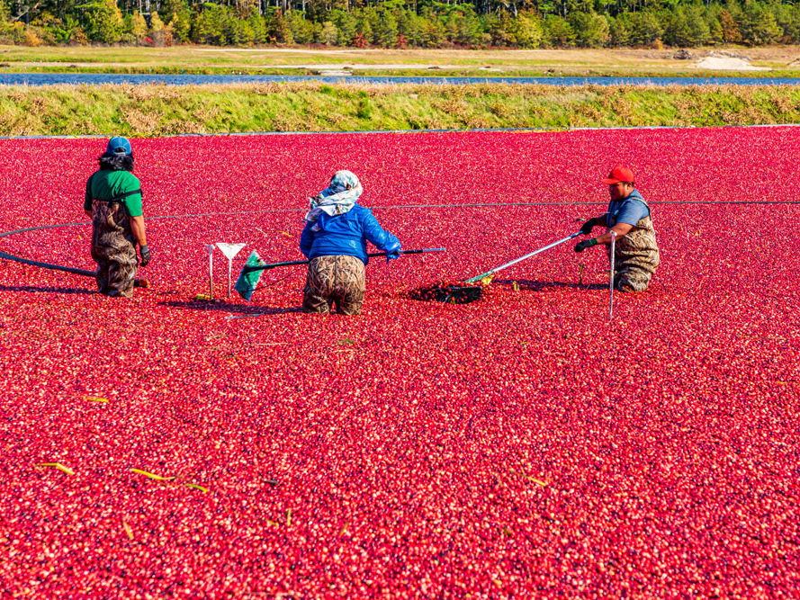 KS4 and KS5 Biology: Forecasting frost to protect cranberry crops