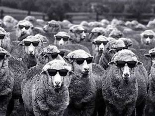 AQA Psychology Conformity / Social influence