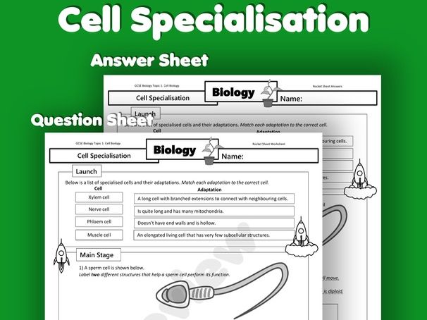 AQA GCSE Specialised animal and plant cells Biology Worksheet(Paper 1 Exam Questions)