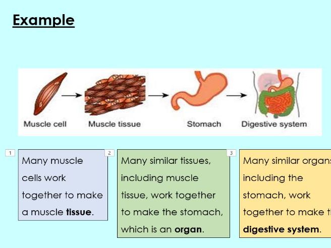 Levels of organisation - KS3 Activate lesson