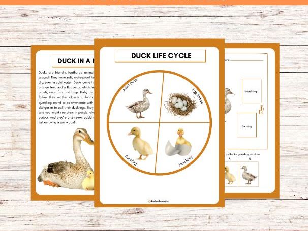 Life Cycle of a Duck Worksheet- Farm Animal Science Unit Study With Fun Facts!