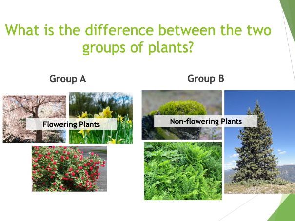 KS3 Classification PPT with starter and plenary options