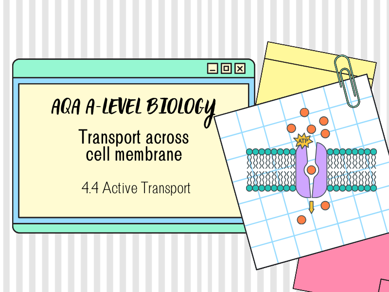 Active Transport (Chapter 4: Transport Across the Cell Membrane) - AQA A-Level Biology