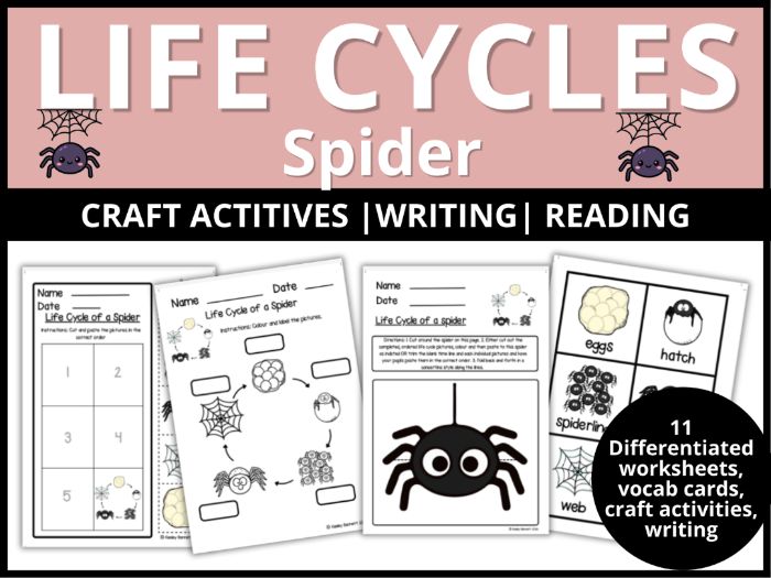 Life Cycle of a Spider Printables - EYFS Year 1