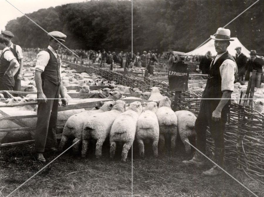 A Sheep Fair by Thomas Hardy- Questions for Analysis