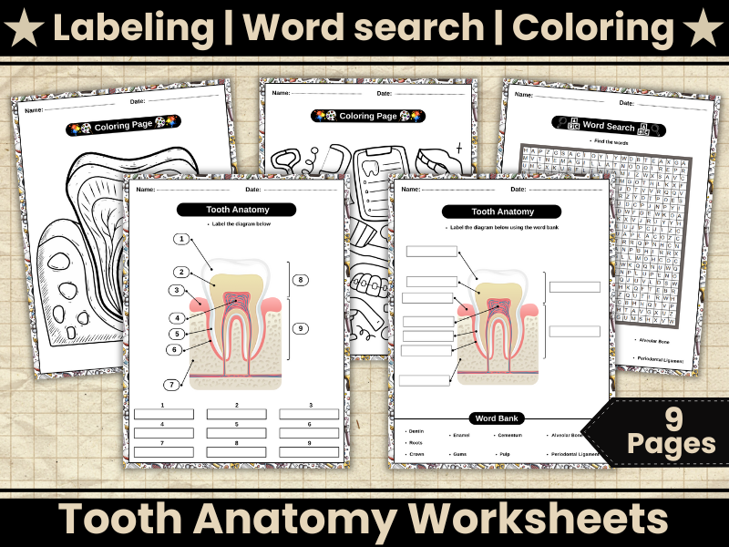 Anatomy of a Tooth Diagram-Label the Parts of a Tooth,Coloring,Wordsearch-KS2–KS3 Dental Science