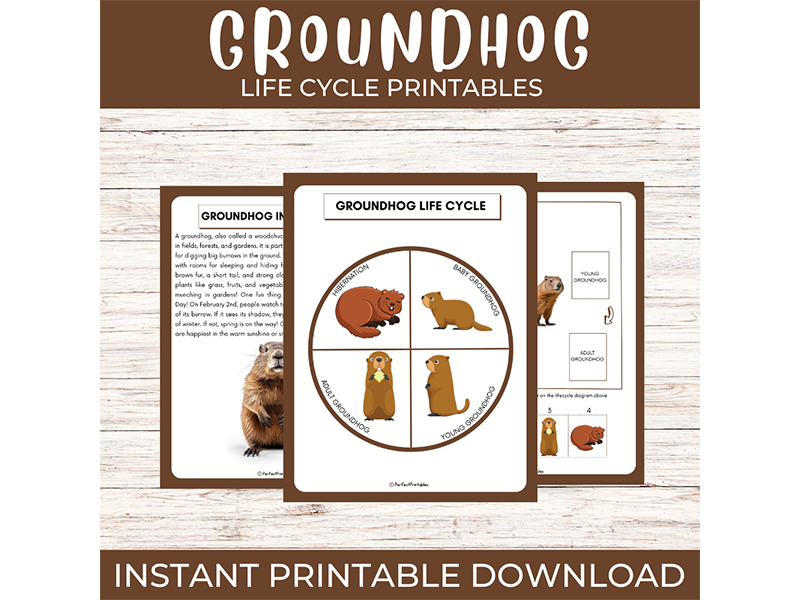 Groundhog Life Cycle | Rodent Woodchuck Science Unit Study & Fun Facts!