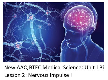 NEW: AAQ BTEC Medical Science Unit 1B Nervous System - Lesson 2 Impulse I
