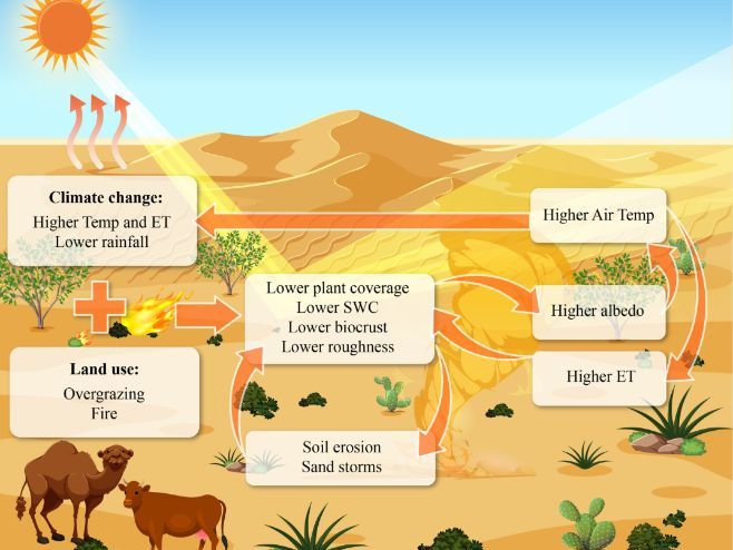 Cambridge A Level Geography  - 10.4 Changes and challenges in arid environments