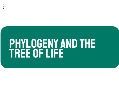 AP Biology Unit 7: Phylogeny