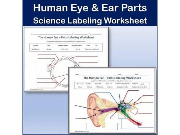 Human Eye & Ear Diagram Labeling Worksheet - Science | Biology