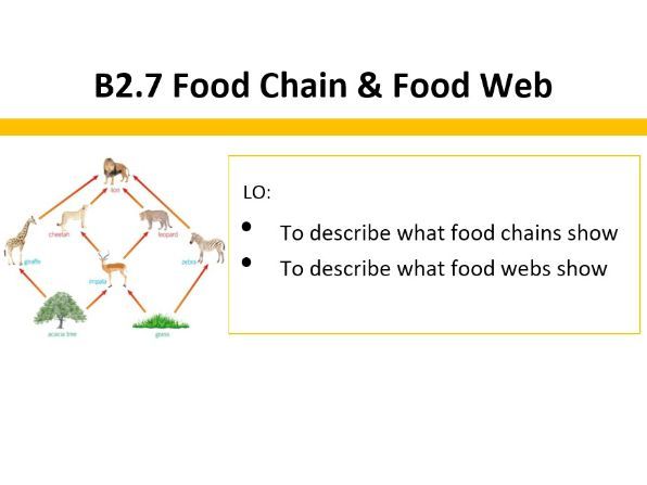 B2.7 Food Chain and Food Web (Lesson plan & Slide)