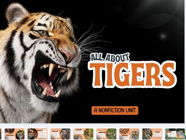 All About Tigers Comprehension Worksheet Pack | KS1 Reading