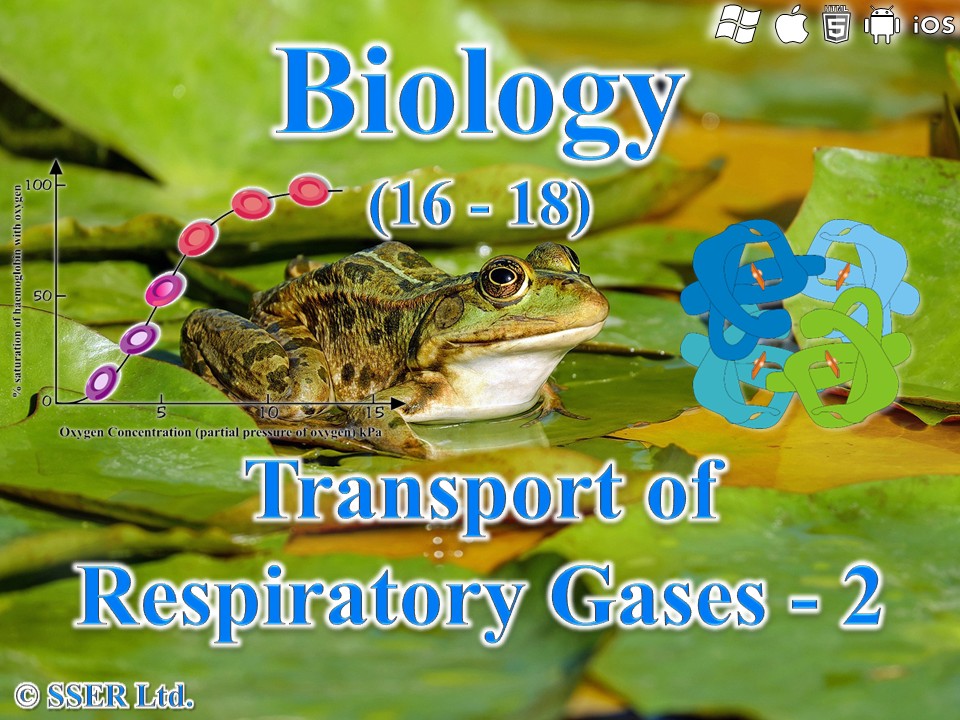 BioA_3.3.2 Transport of Respiratory Gases 2