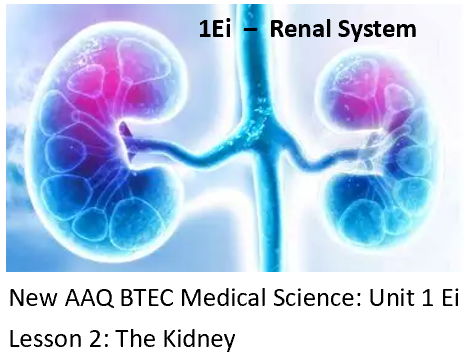 NEW: AAQ BTEC Medical Science Unit 1Ei Renal System - Lesson 2: Renal System