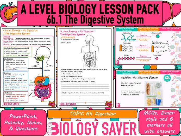 A Level Bio Lesson - 6b.1 The Digestive System