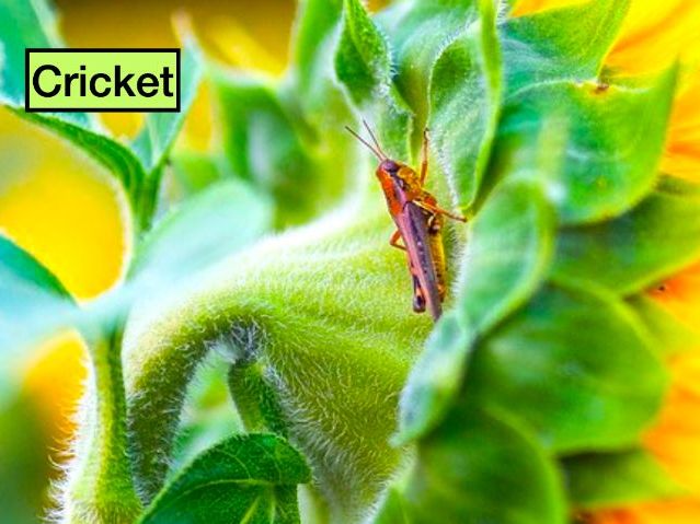 Crickets: Animated Keynote/PPT Presentation, Colorful Science