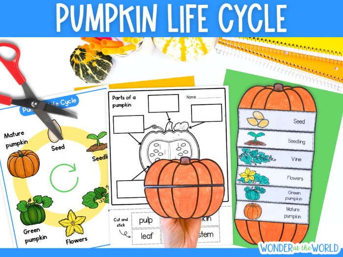 Life cycle of a pumpkin foldout science Autumn or Halloween craft sequencing activity KS1 KS2