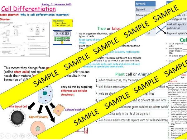 Growth and Differentiation B2.2