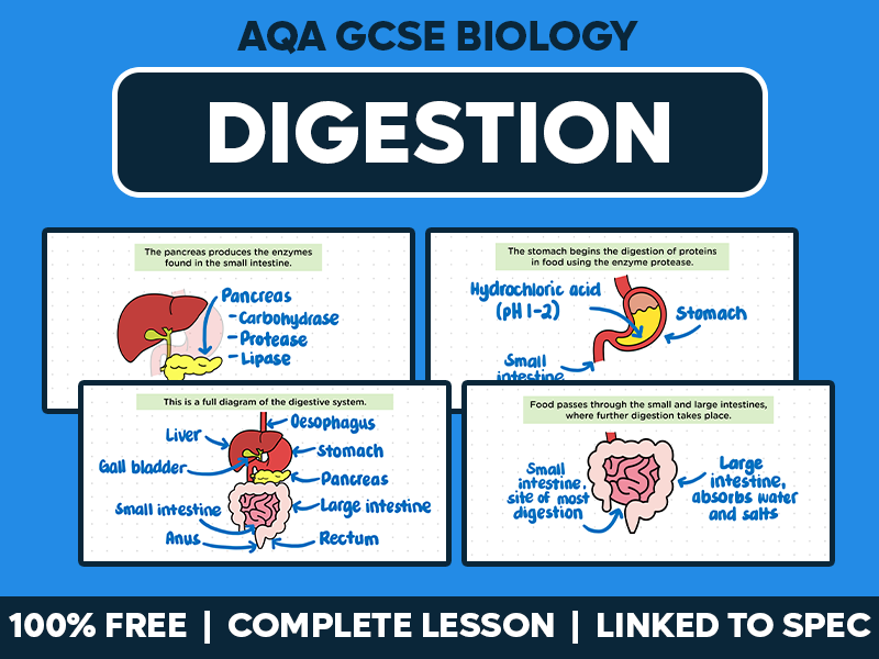 GCSE AQA Biology Complete Lesson - Digestion