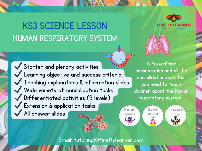 Respiration - Human Respiratory System Science Lesson PowerPoint + Consolidation Activities