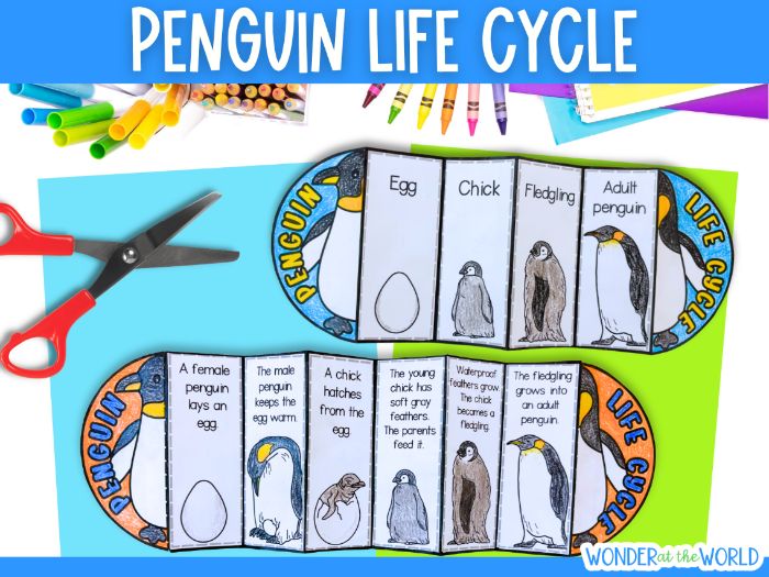 Life cycle of an emperor penguin sequence and fold winter science craft