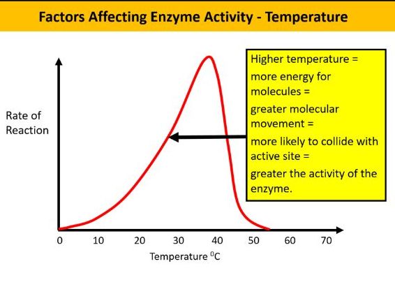 Complete A-Level Biology Lesson: Factors Affecting Enzyme Activity & Q₁₀