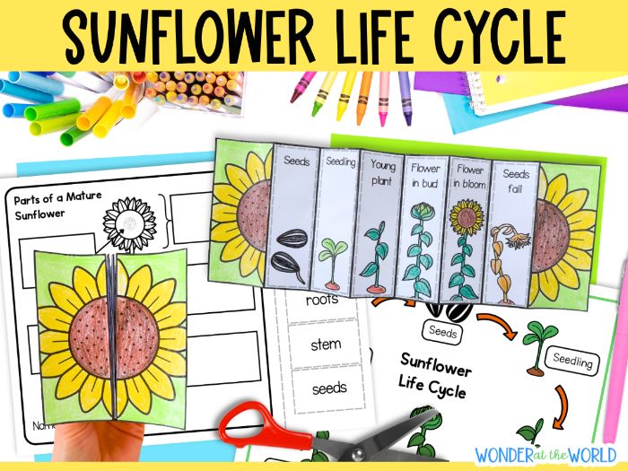 Sunflower life cycle sequence and fold cut and paste craft activity